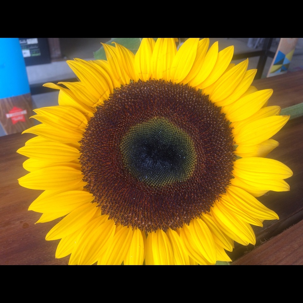 Meet your Posher, Pamela